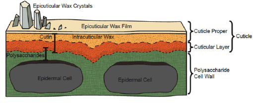 cuticle plant diagram